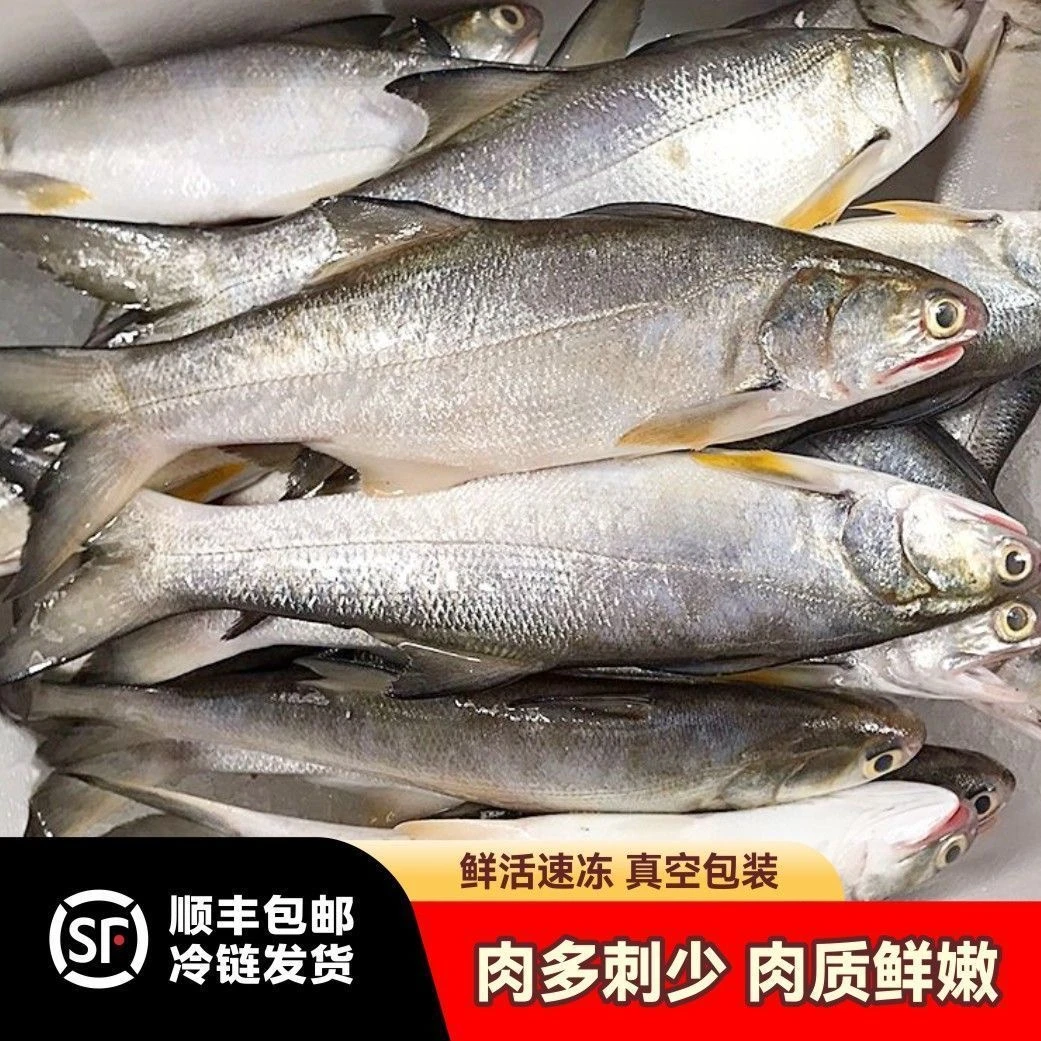 本港新鲜午鱼马友鱼 天然野生到手3条 去内脏顺丰包邮