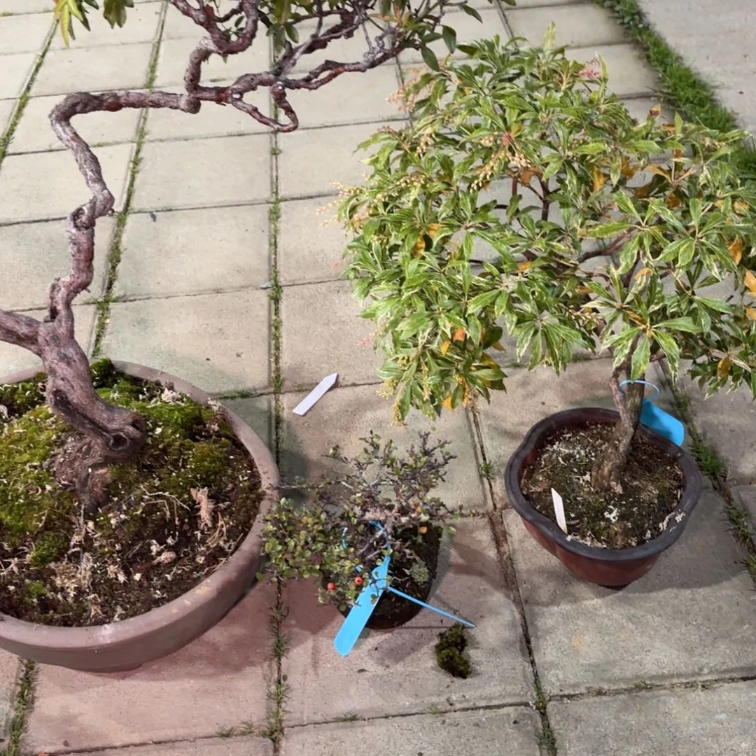 乌***菇全场盆景三颗包邮