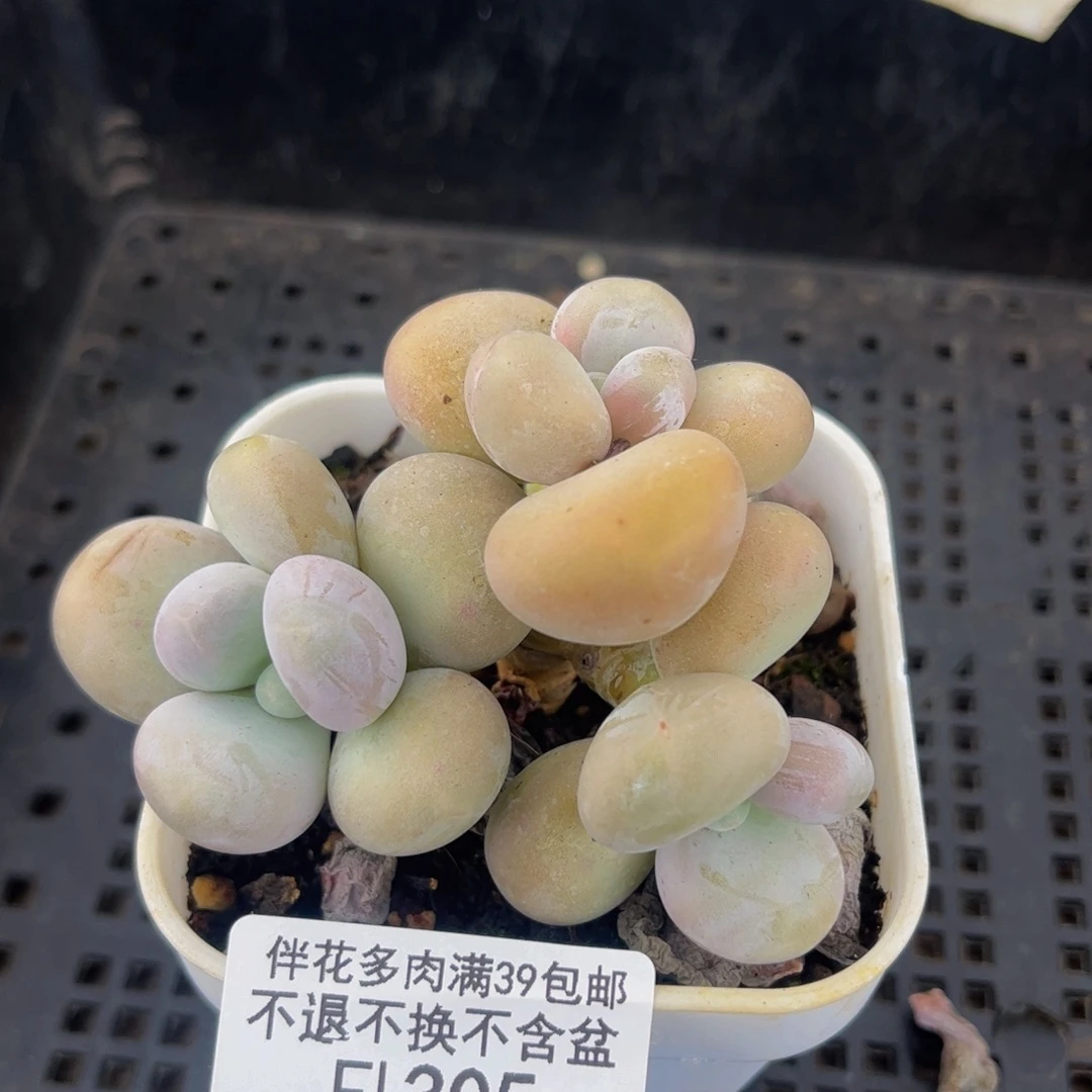 305-原始奶多肉6cm