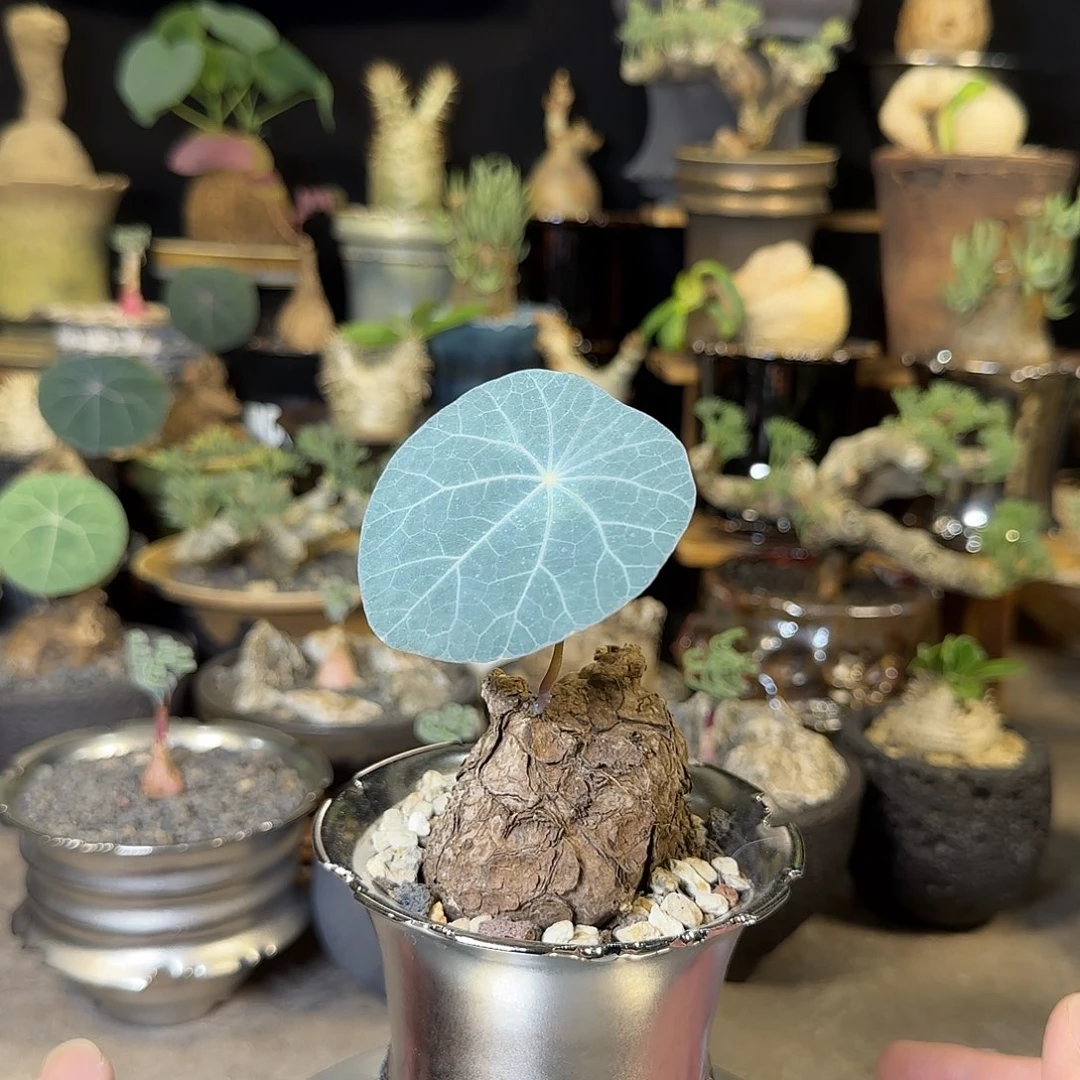 一物一拍老家一叶龟