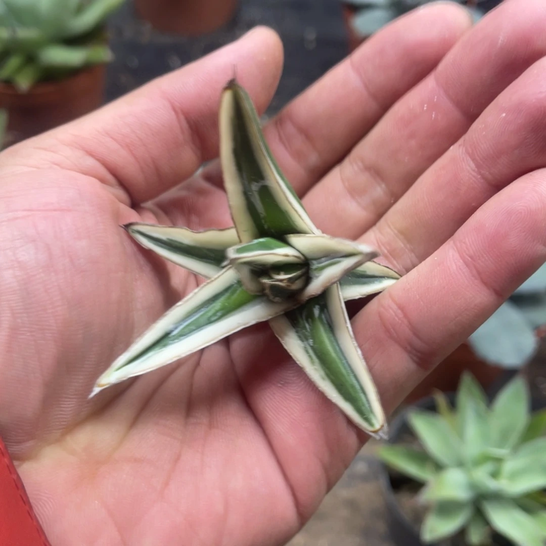 冰山龙舌兰系列龙舌兰