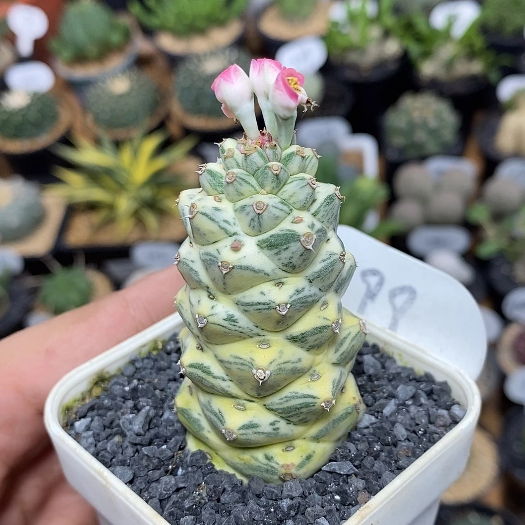 将军阁锦99号3.5cm