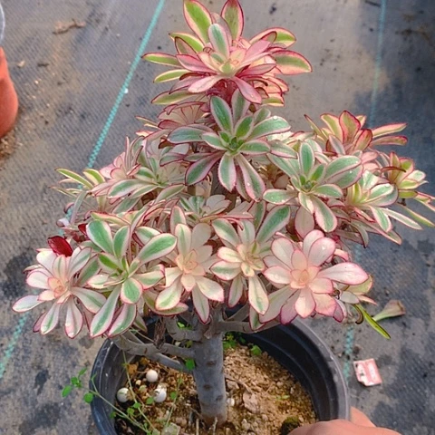 751香奈母本砍过头多肉植物