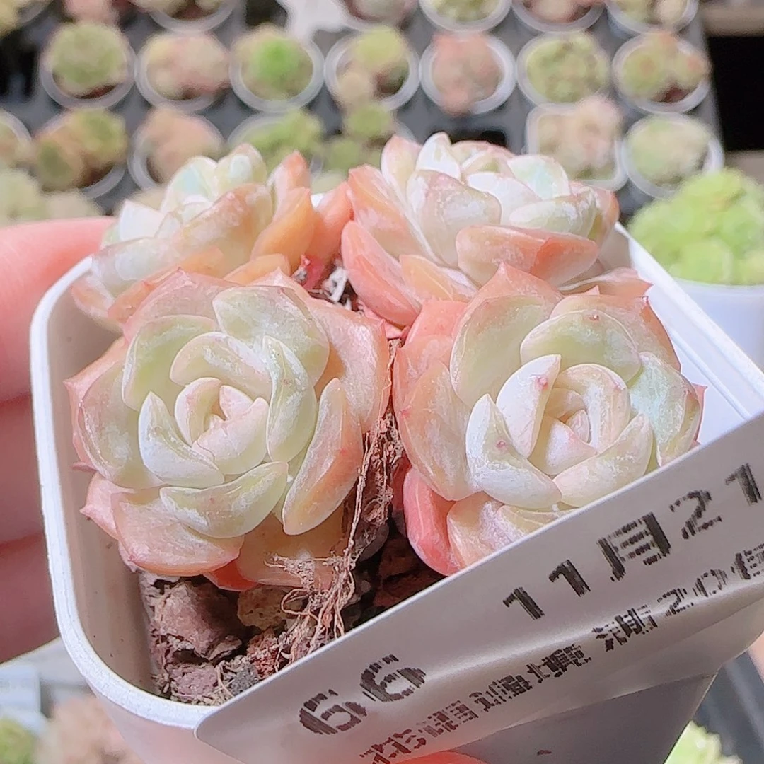 花语逸镜1121-66绒金溏心