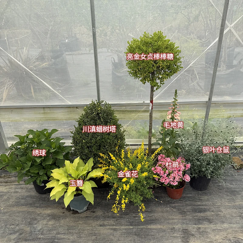 罗曼的花园小尺寸花境组合盆栽低维护开花四季常绿