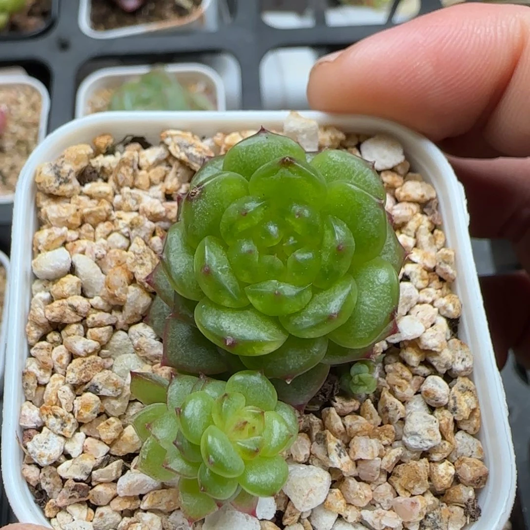 一物一拍灯泡珍妮25031