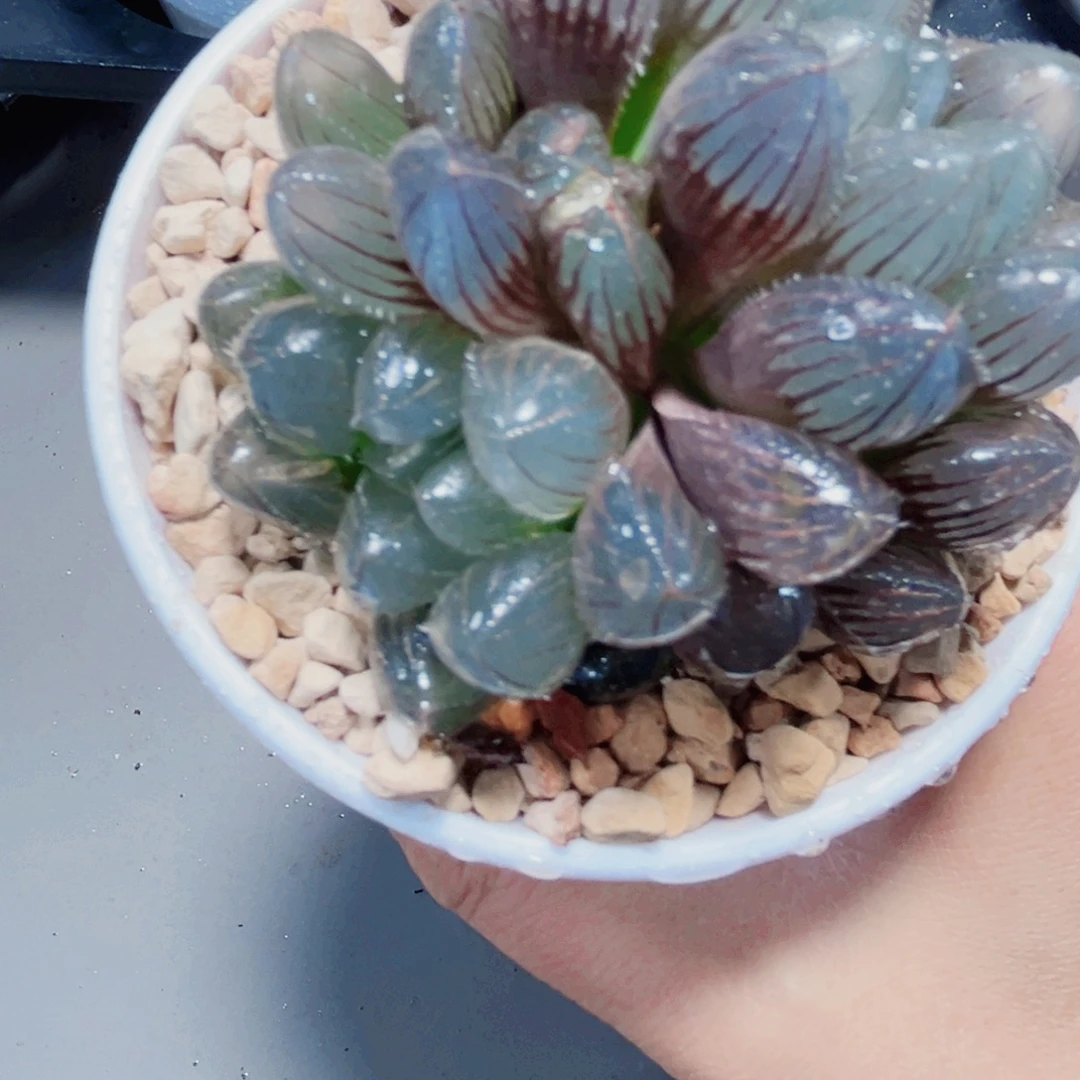 赤线玉露多肉植物