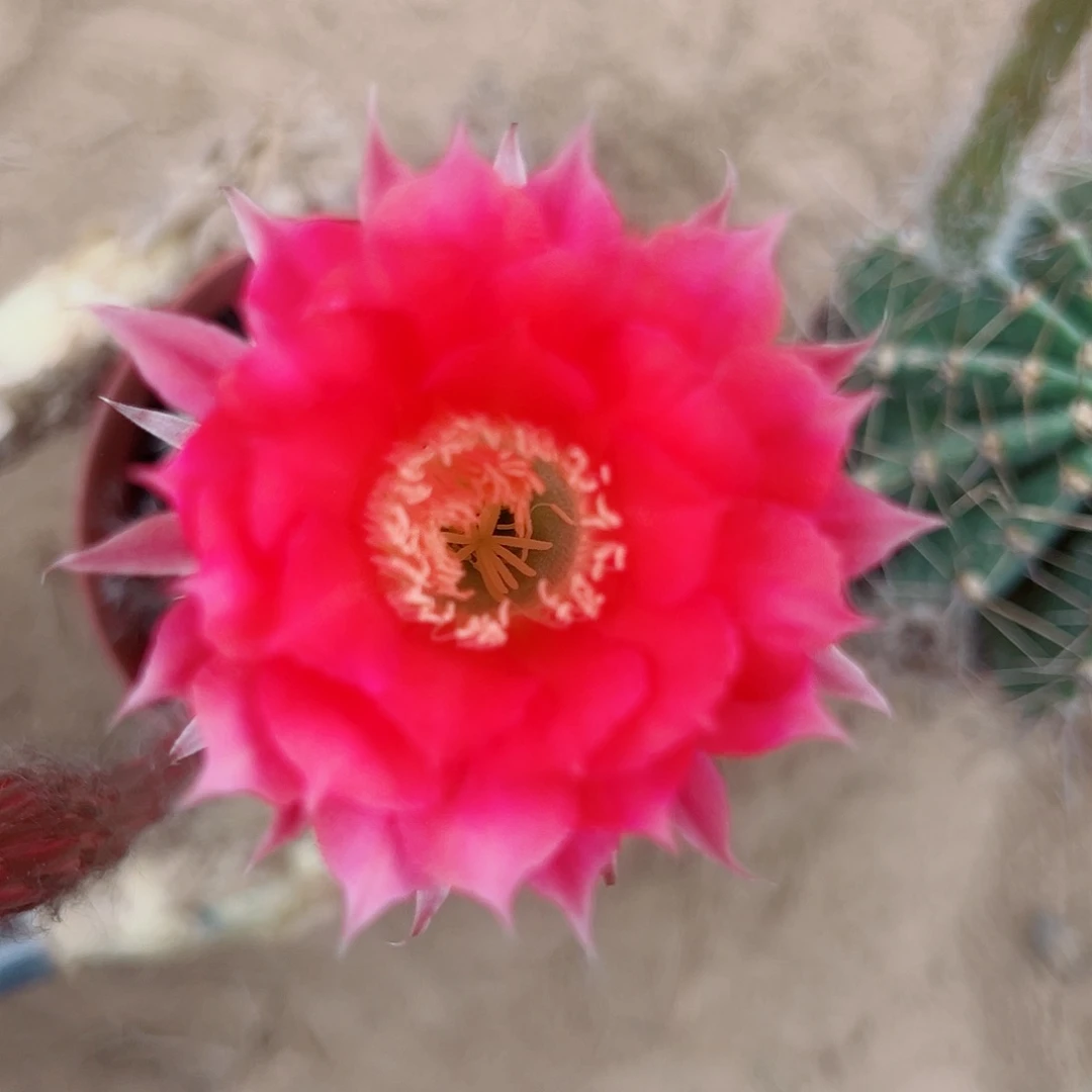 彩草彩草00000203