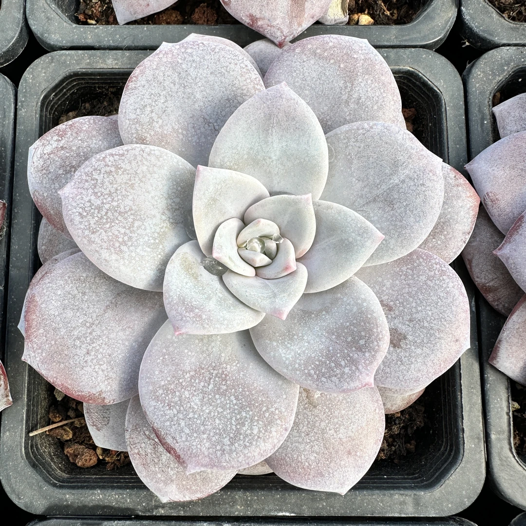 0164-红茶-从前慢花园东云系多肉植物