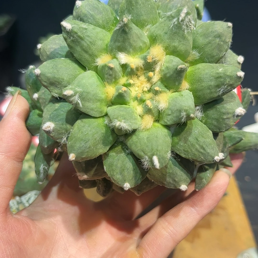 25号自根群生福利牡丹