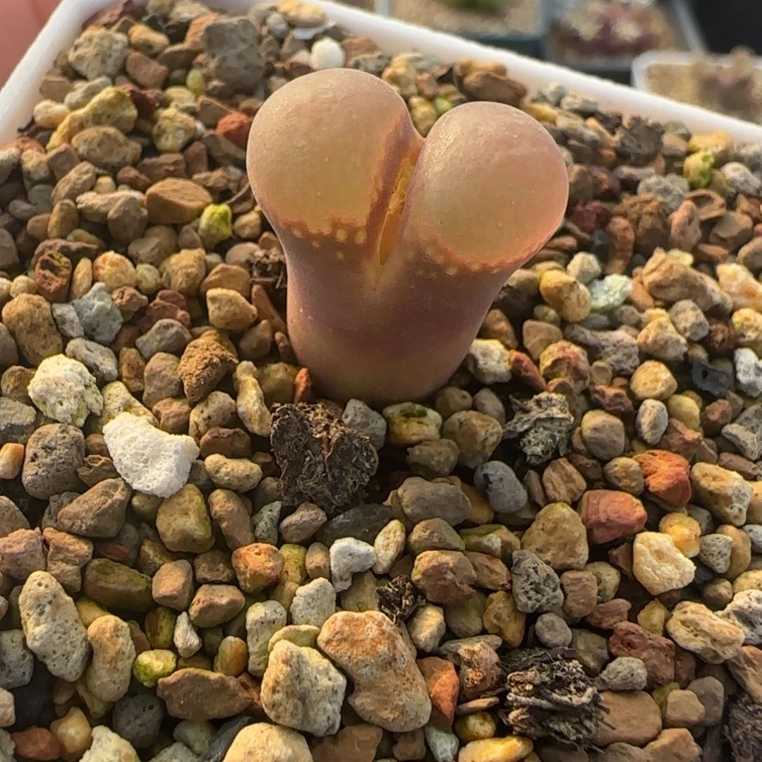 多肉大美风漏掉13号