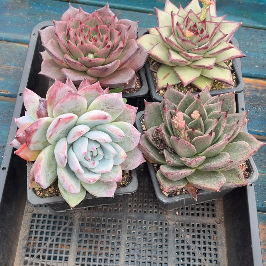 从前慢多肉精选编号0119.93