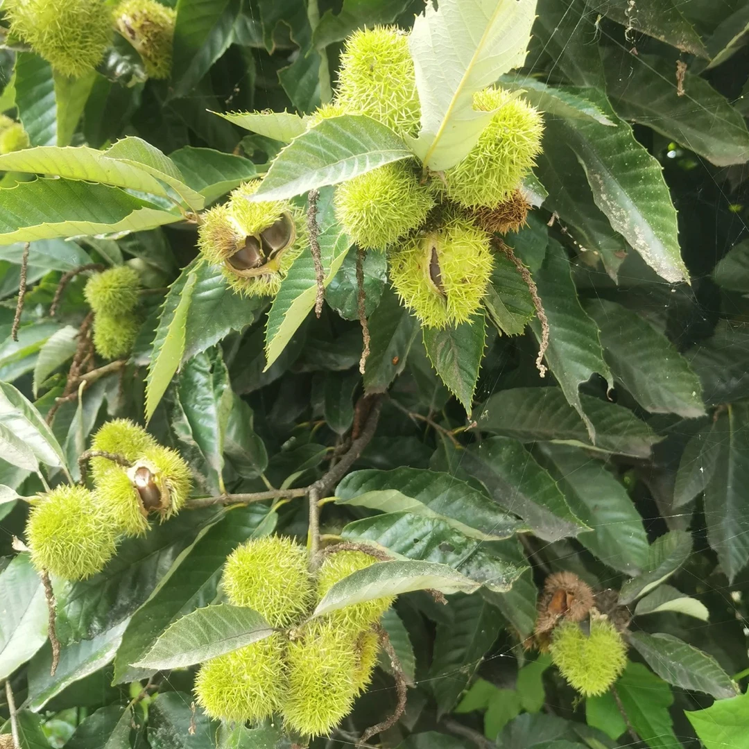 衡阳土板栗小籽老树板栗脆甜