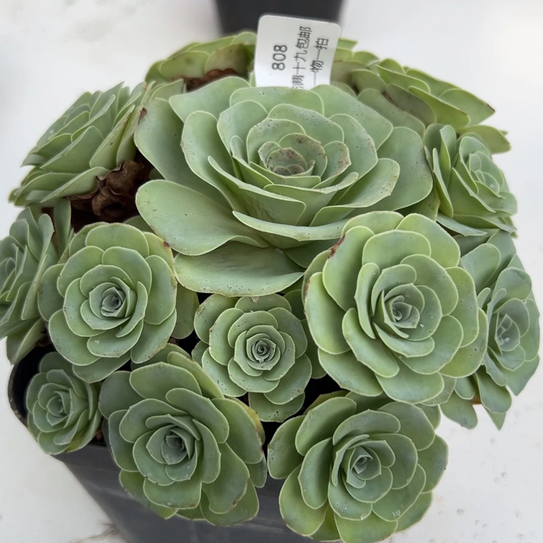 808 山地玫瑰基地带盆土