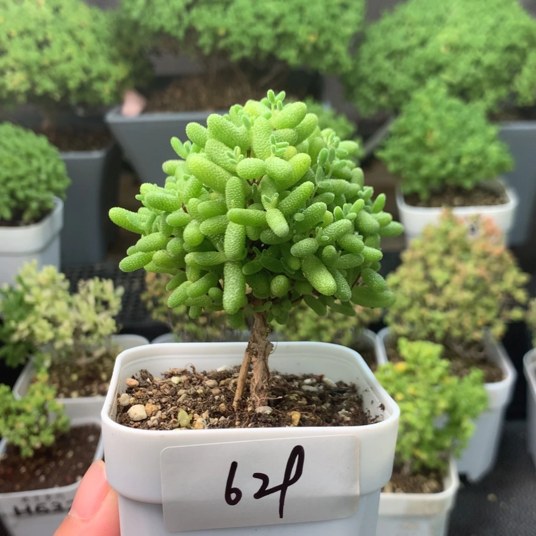 629蜜橘。