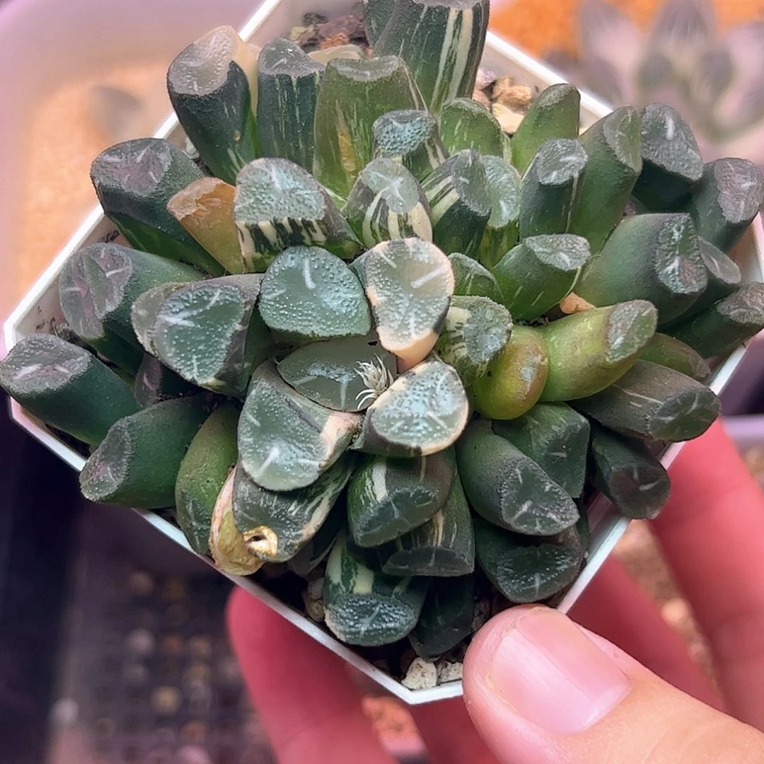 Om锦万象锦十二卷多肉