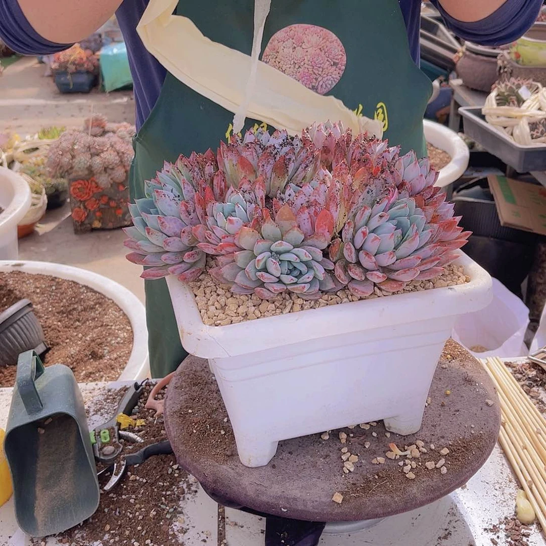 阿*多肉卡力不带盆