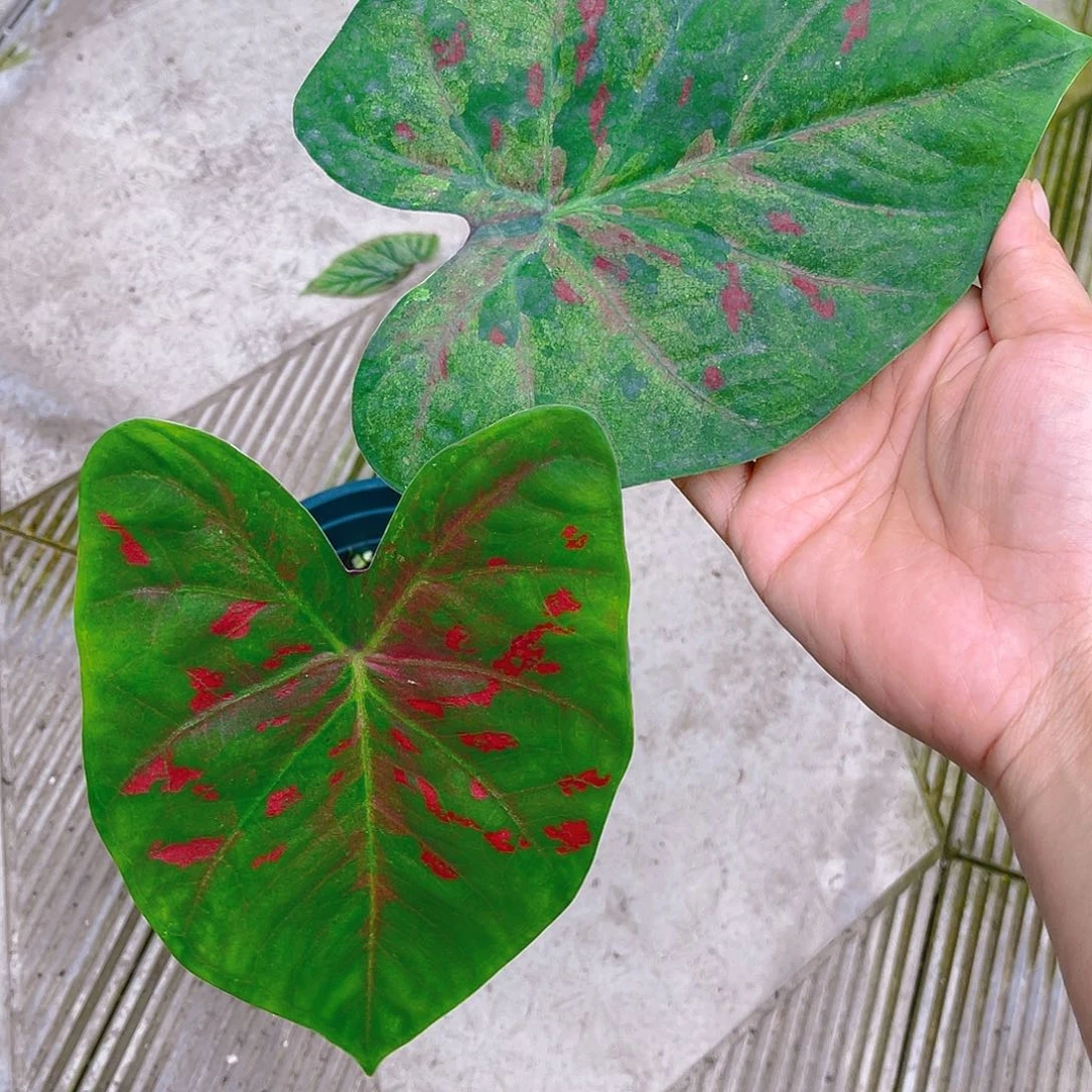 完全开放泰彩一物一拍1423