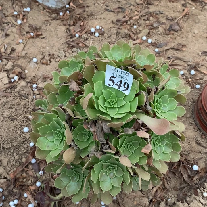 549柠檬玫瑰手捧1号棚