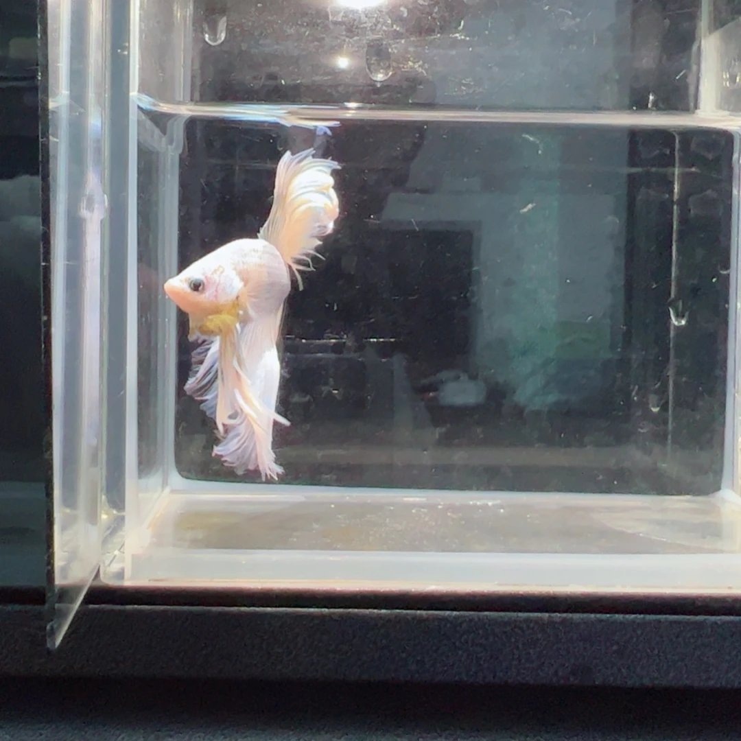 斗鱼浅色仙仙裙特殊尾