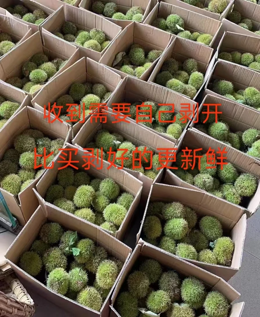 新鲜现摘嫩板栗球带刺壳云南板栗口感鲜甜好剥皮