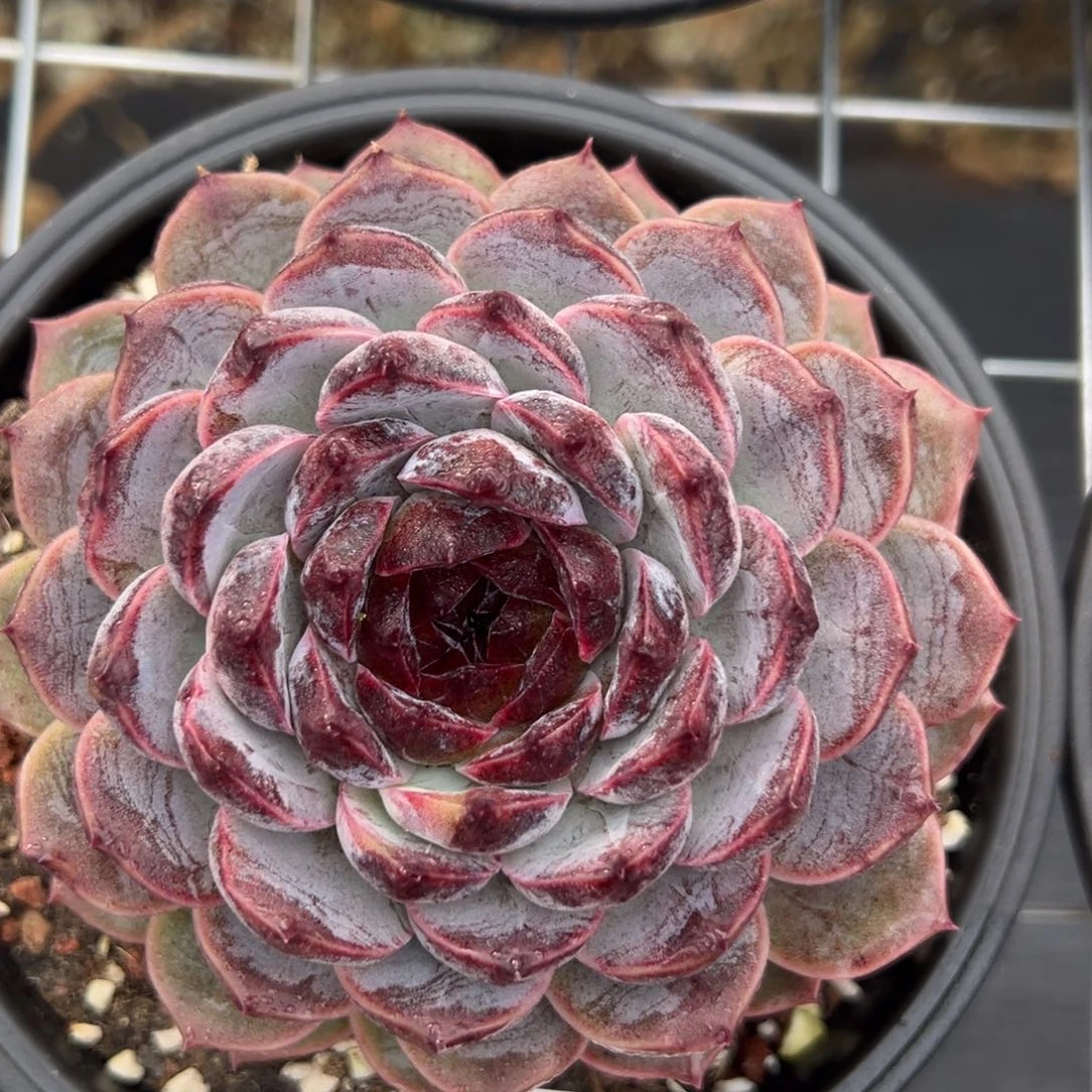 爱****】4857肉肉肉肉肉肉肉