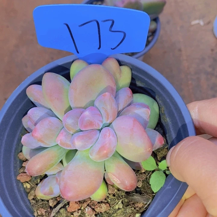 金*在家里面吃饭的吗