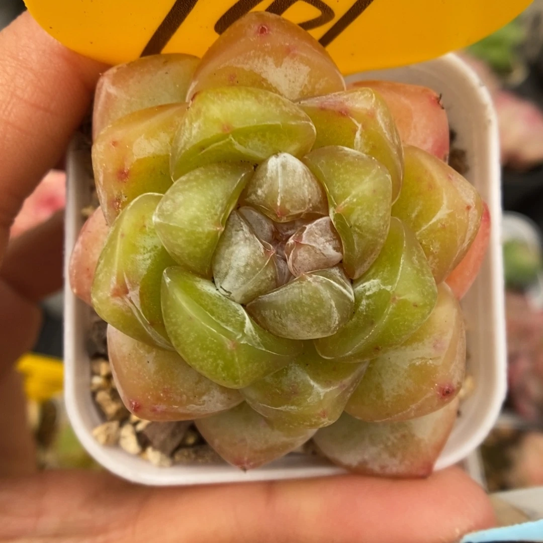 冰淇凌可拍941号。