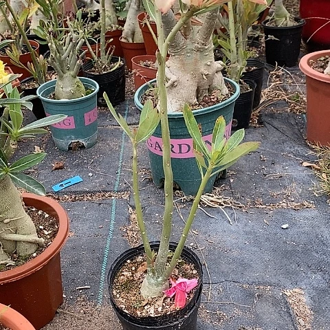 【闪购商品】祝*绿植