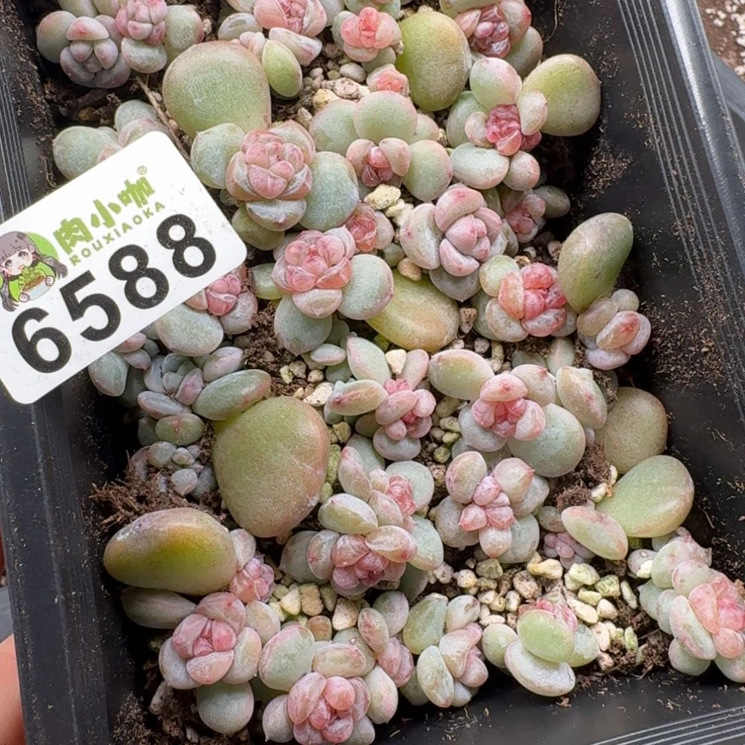 @***凉多肉植物多肉植物