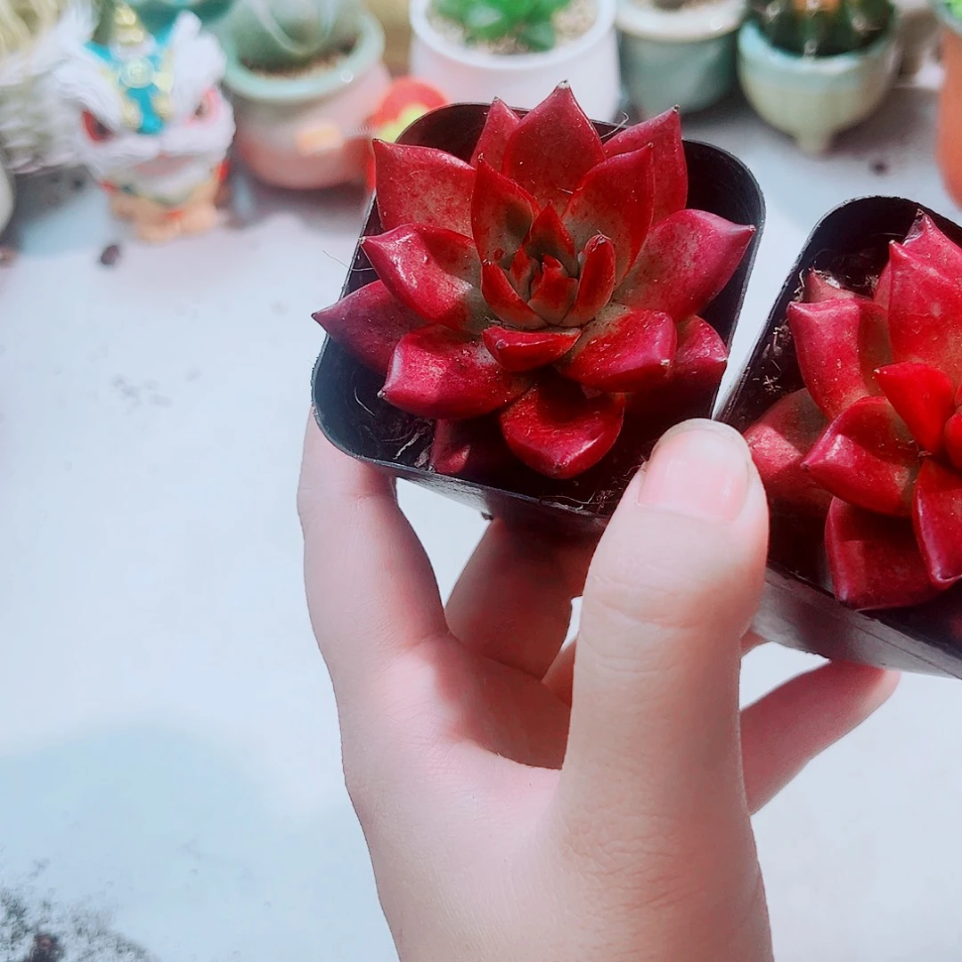 罗卡多肉植物1盆多肉
