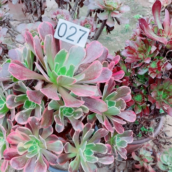 用****4多肉植物组合027