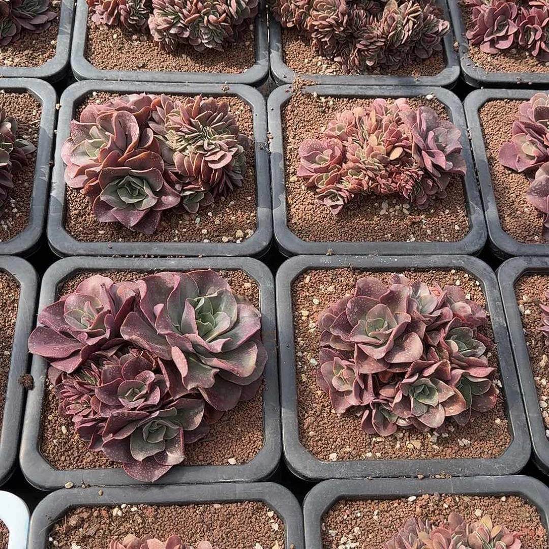 蒙娜丽莎缀化多肉000000000