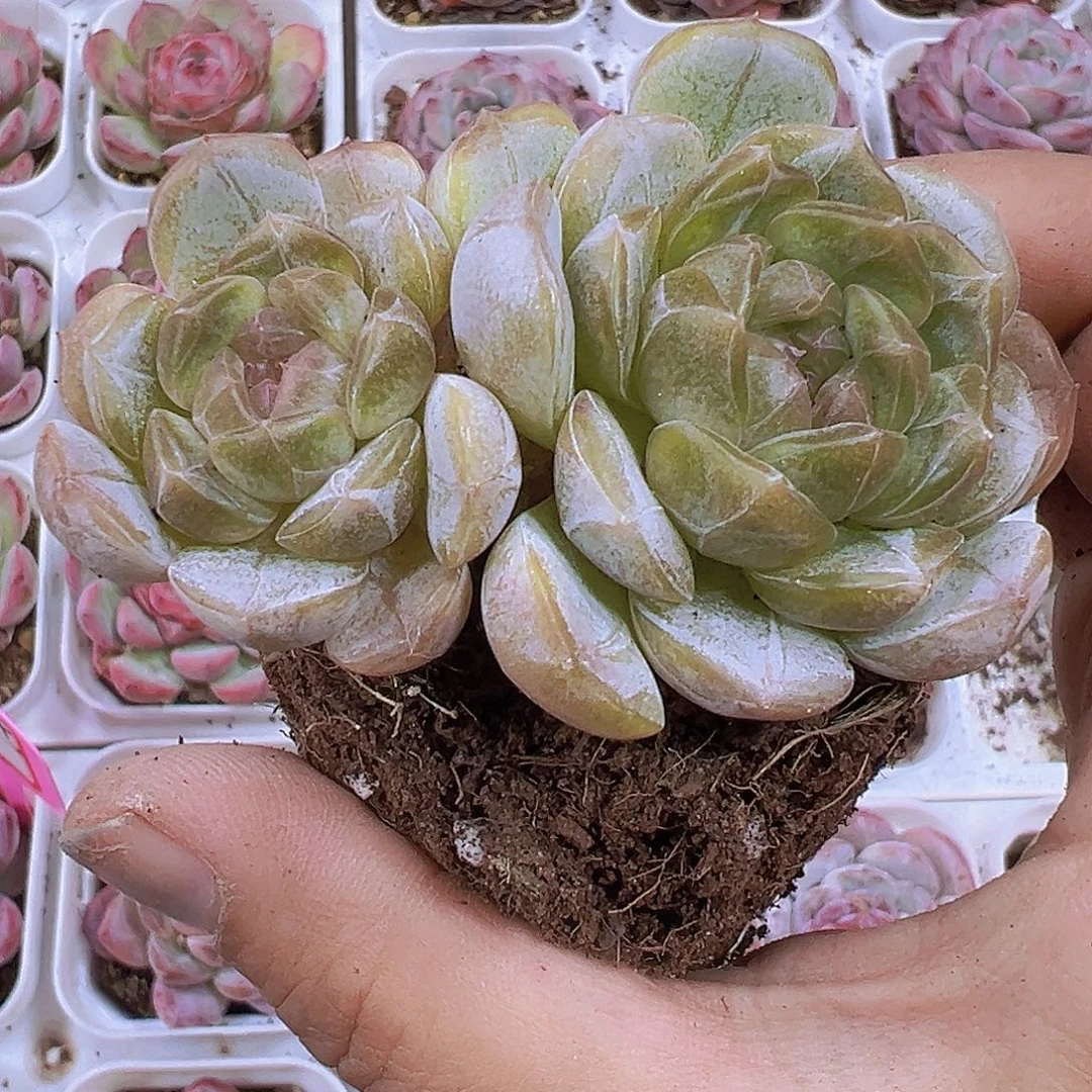 双头精品白恋19包邮