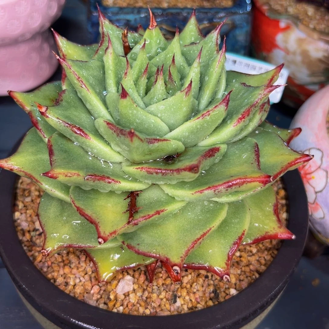 多肉一物一拍0703-138