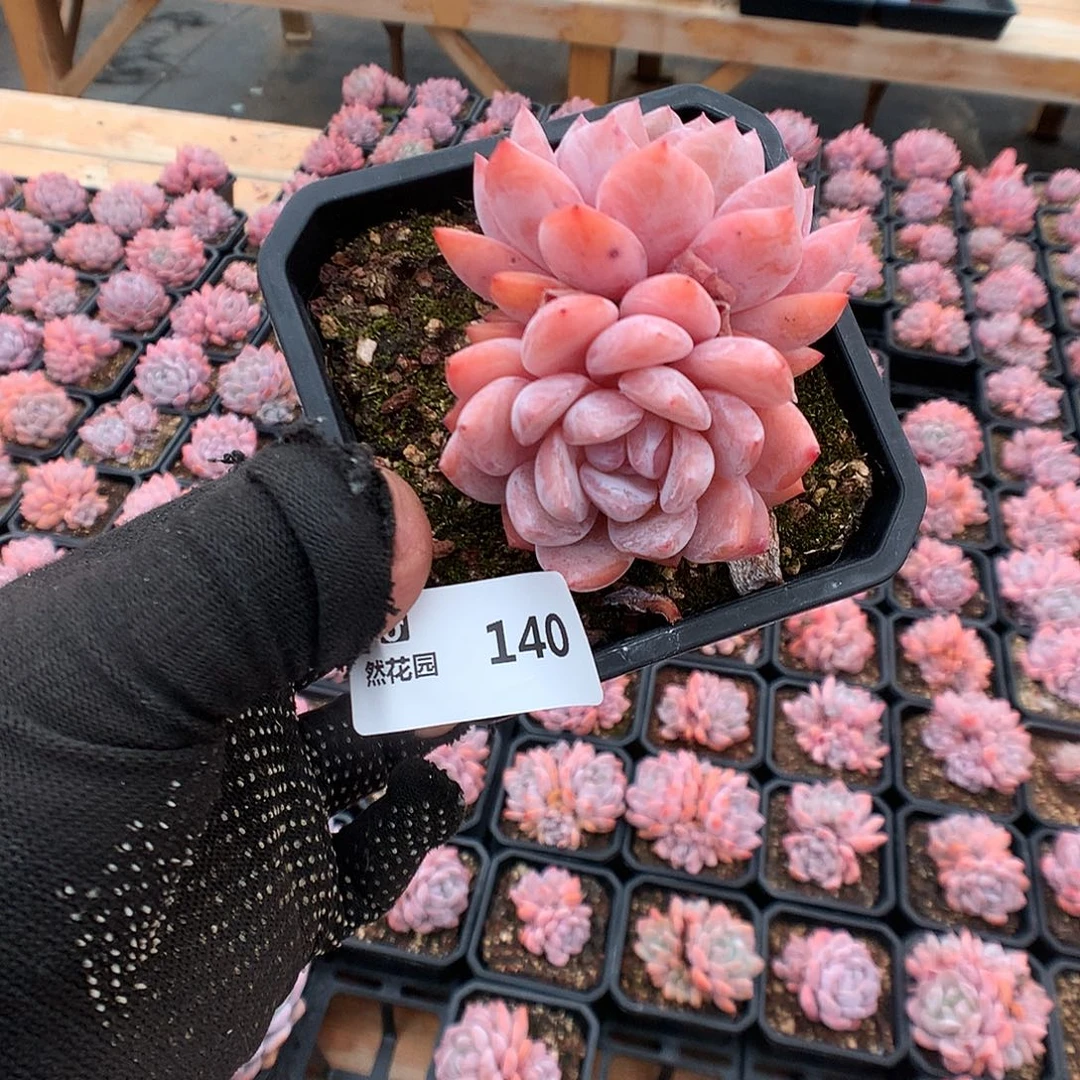 140雪天使多肉植物666