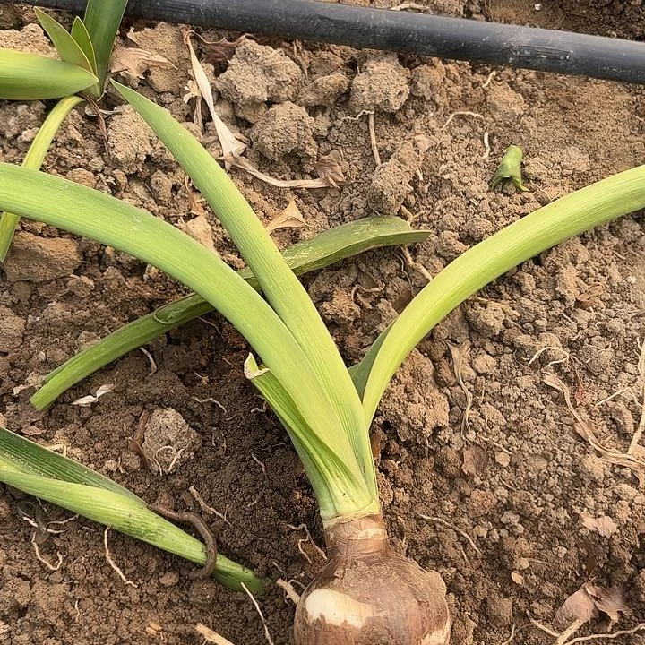 知***，白鬼有伤六左右包对版