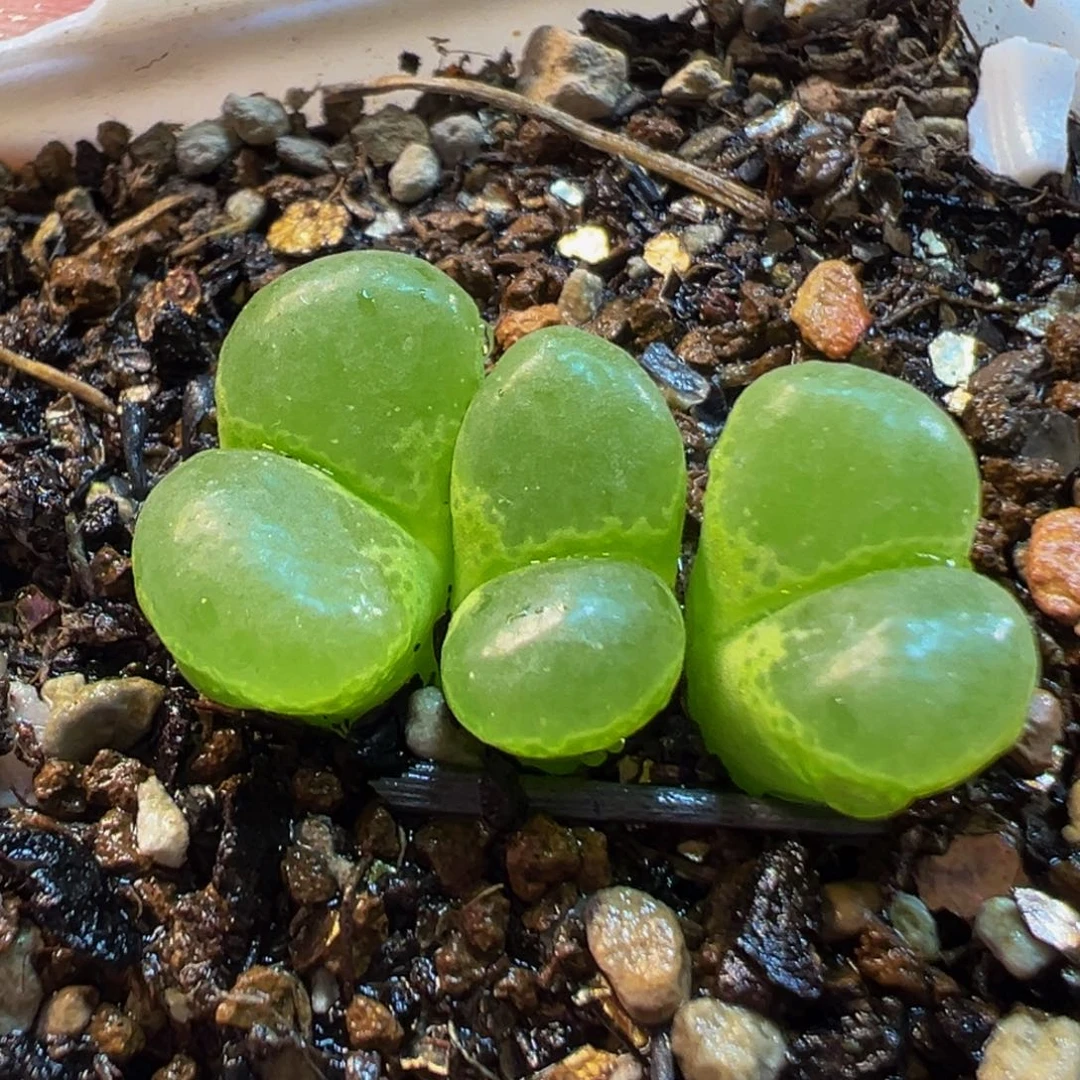 852多肉植物种类多样