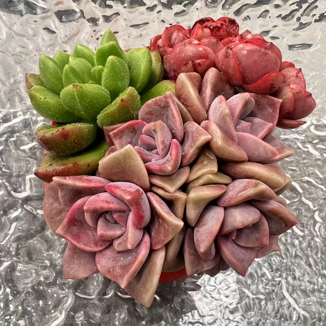 【直播专享】无土多肉拼盆--迷你小红盆套装0217