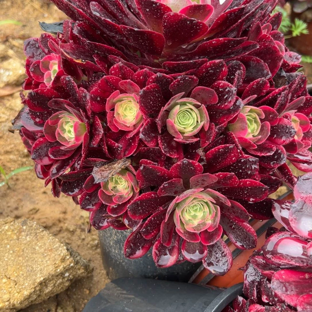 29凤冠多肉植物系