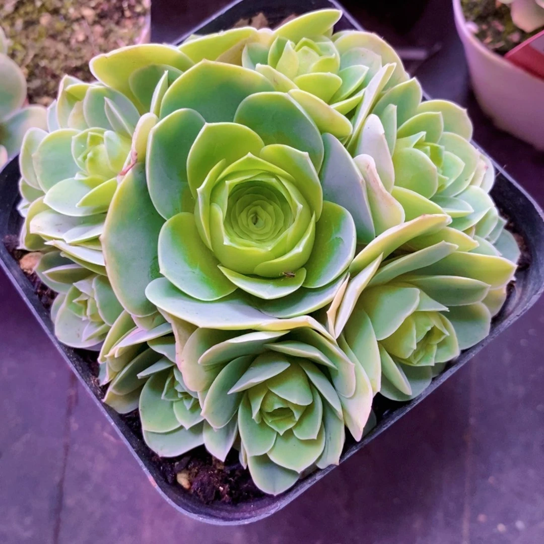 山地玫瑰下播福利一物一拍242月影寒