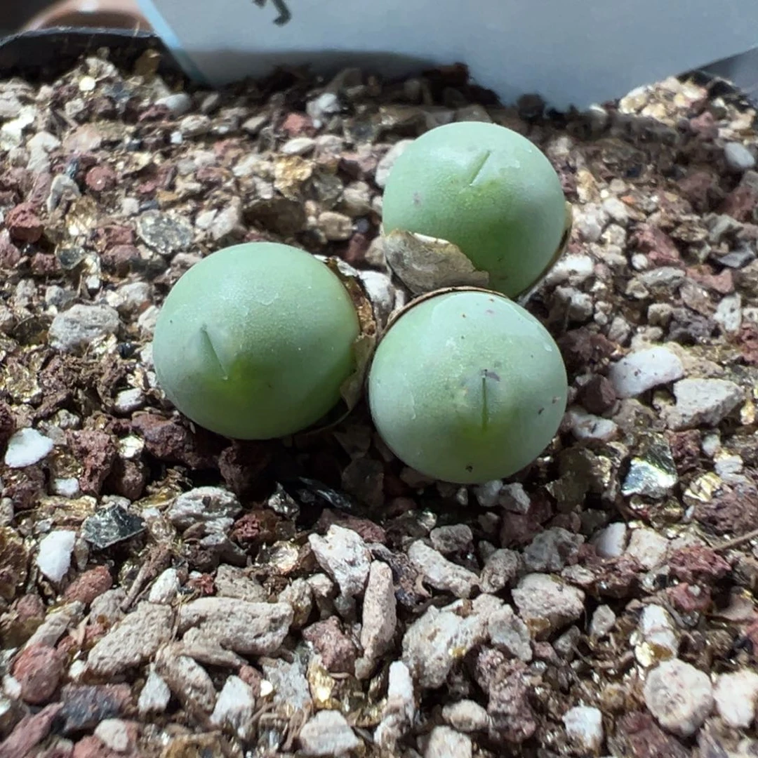 16-74鸭嘴兽多肉植物