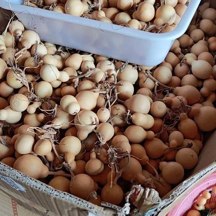 了***心天然葫芦选品链接
