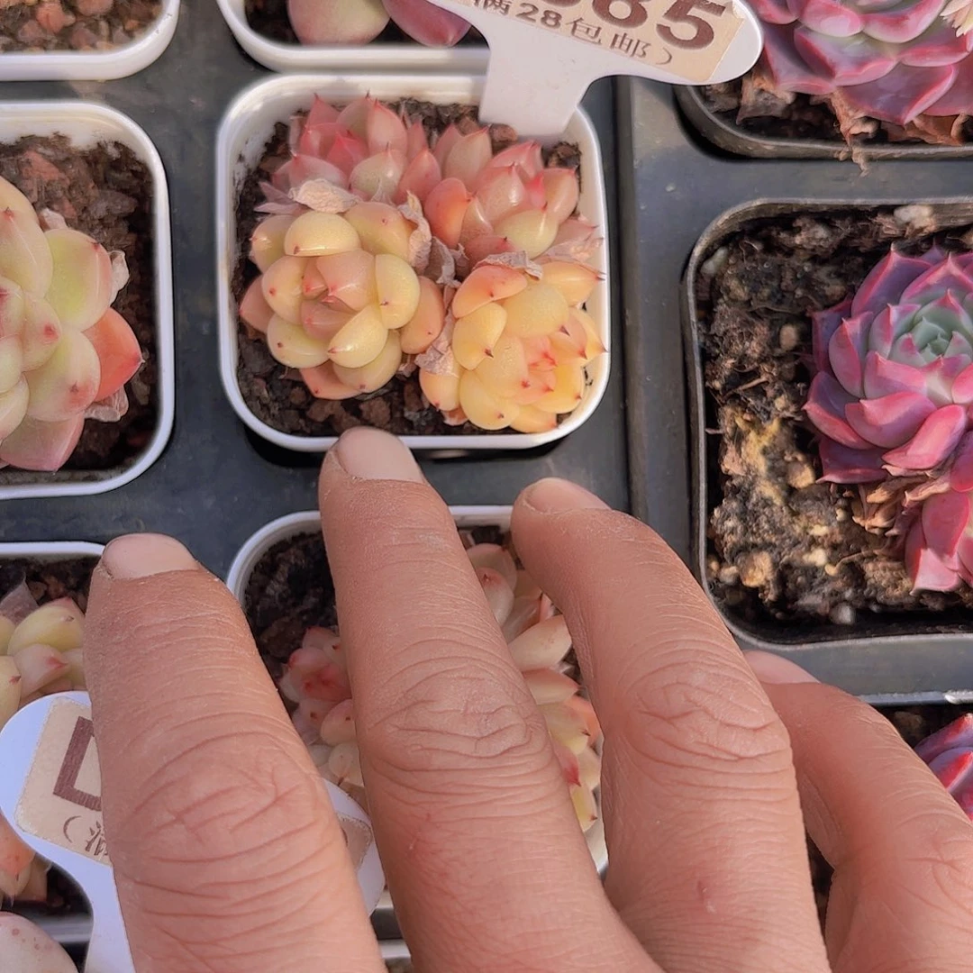 D685清空珍妮一物一拍