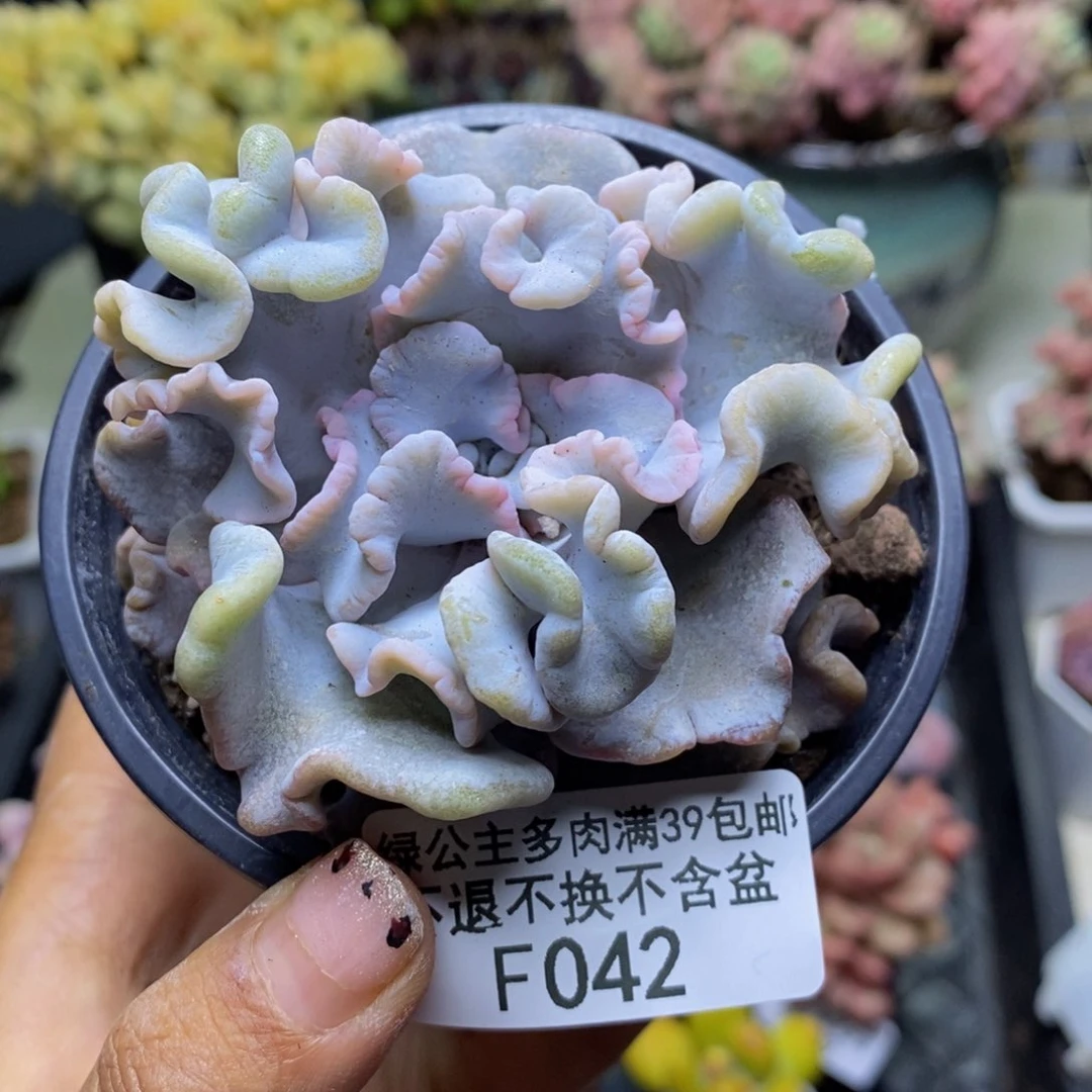 042芭蕾舞者多肉7c m