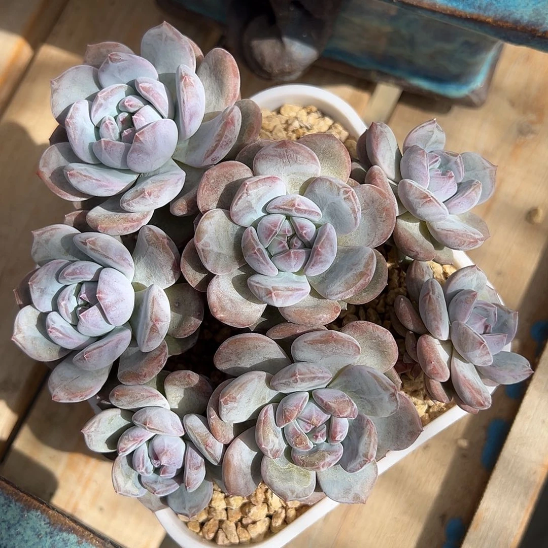 ****葡萄专拍石榴籽星影默认有砍