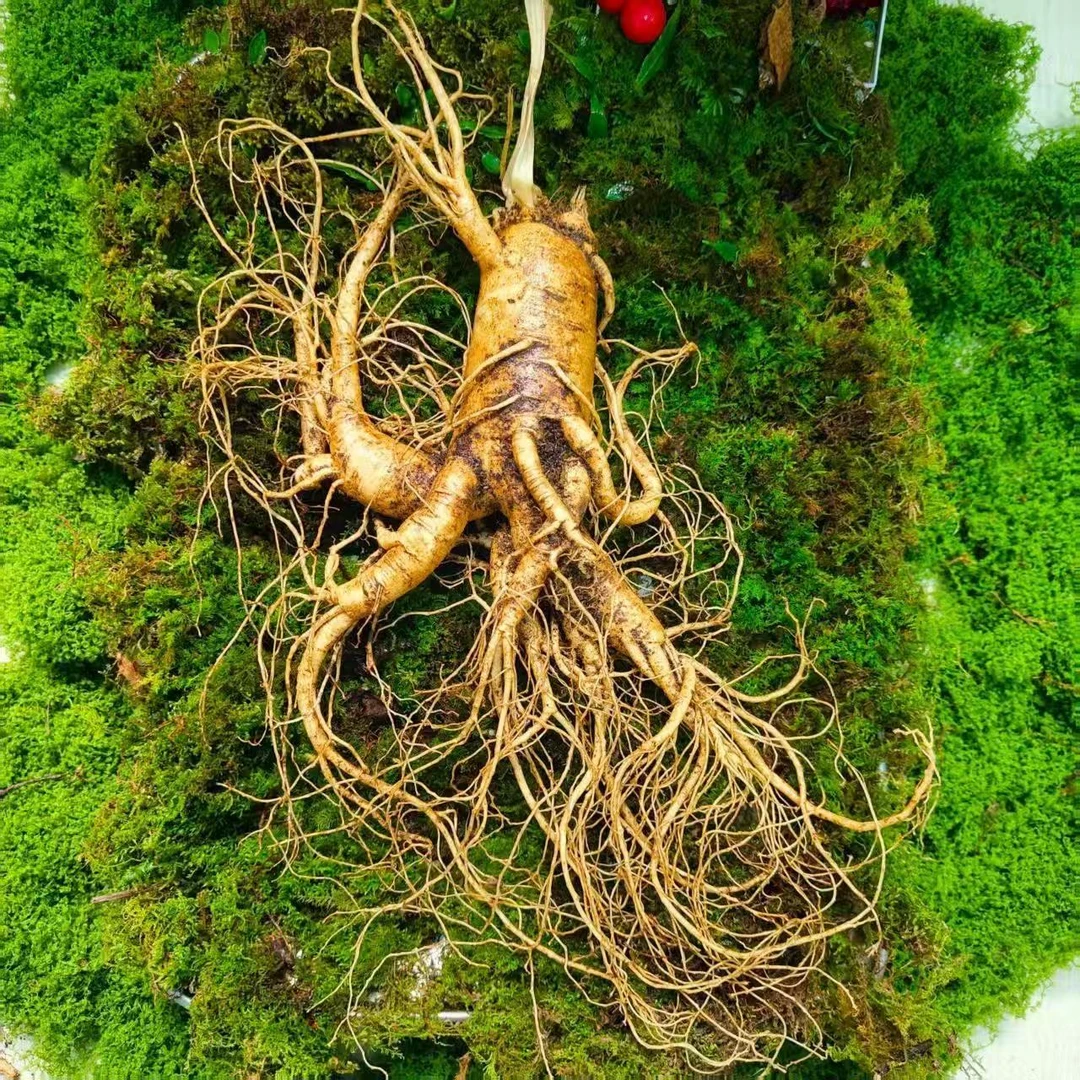 长白山新鲜现挖带土 （买三赠三到手六支左右一斤装）单支70-80克