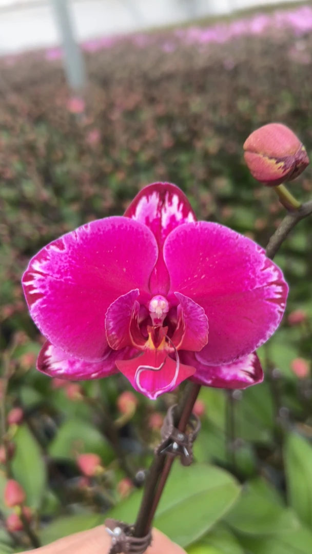 蝴蝶兰3.0平杯（福利款爆花双星光芒2）带花带苞