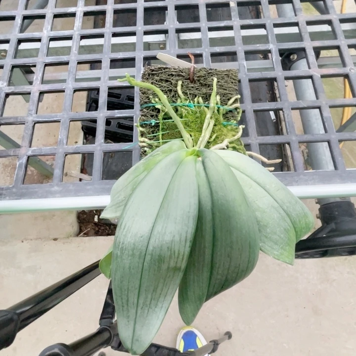 胸***锤完全开放白象-666