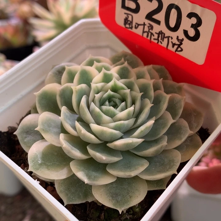 圆叶昂斯诺覆轮锦有根